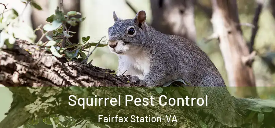 Squirrel Pest Control Fairfax Station-VA