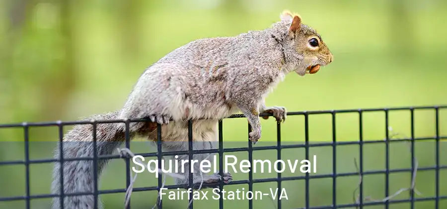 Squirrel Removal Fairfax Station-VA
