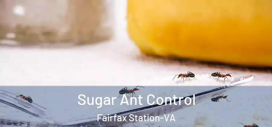 Sugar Ant Control Fairfax Station-VA
