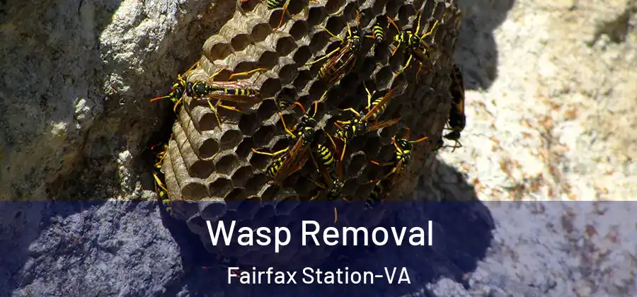  Wasp Removal Fairfax Station-VA