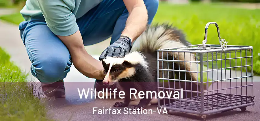  Wildlife Removal Fairfax Station-VA