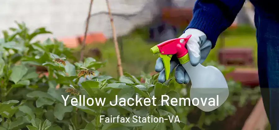 Yellow Jacket Removal Fairfax Station-VA
